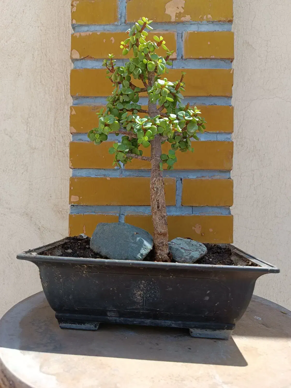 بونسای کراسولا(خرفه)+کاکتوس|گل و گیاه طبیعی|اسلامشهر, شهرک واوان|دیوار