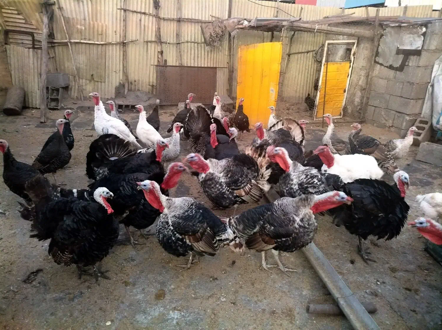 بوقلمون|حیوانات مزرعه|کرمانشاه, |دیوار