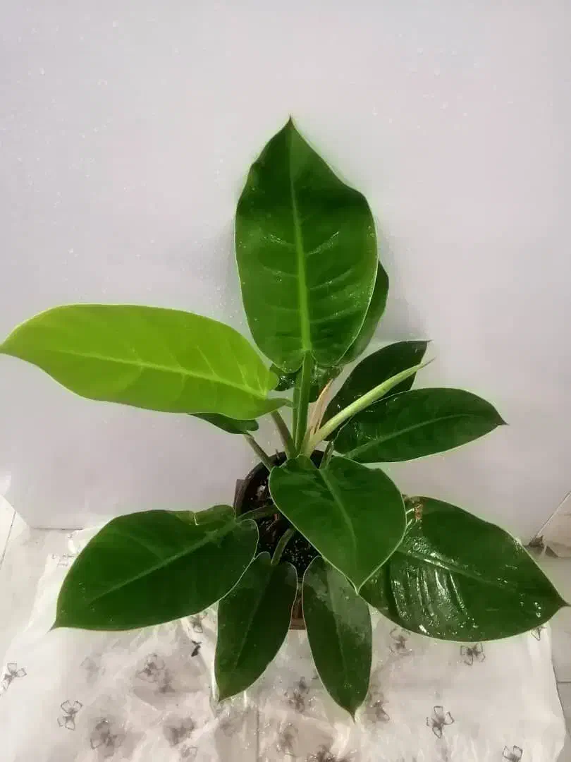 گل های مناسب آپارتمانی|گل و گیاه طبیعی|صدرا-فارس, فاز ۱|دیوار