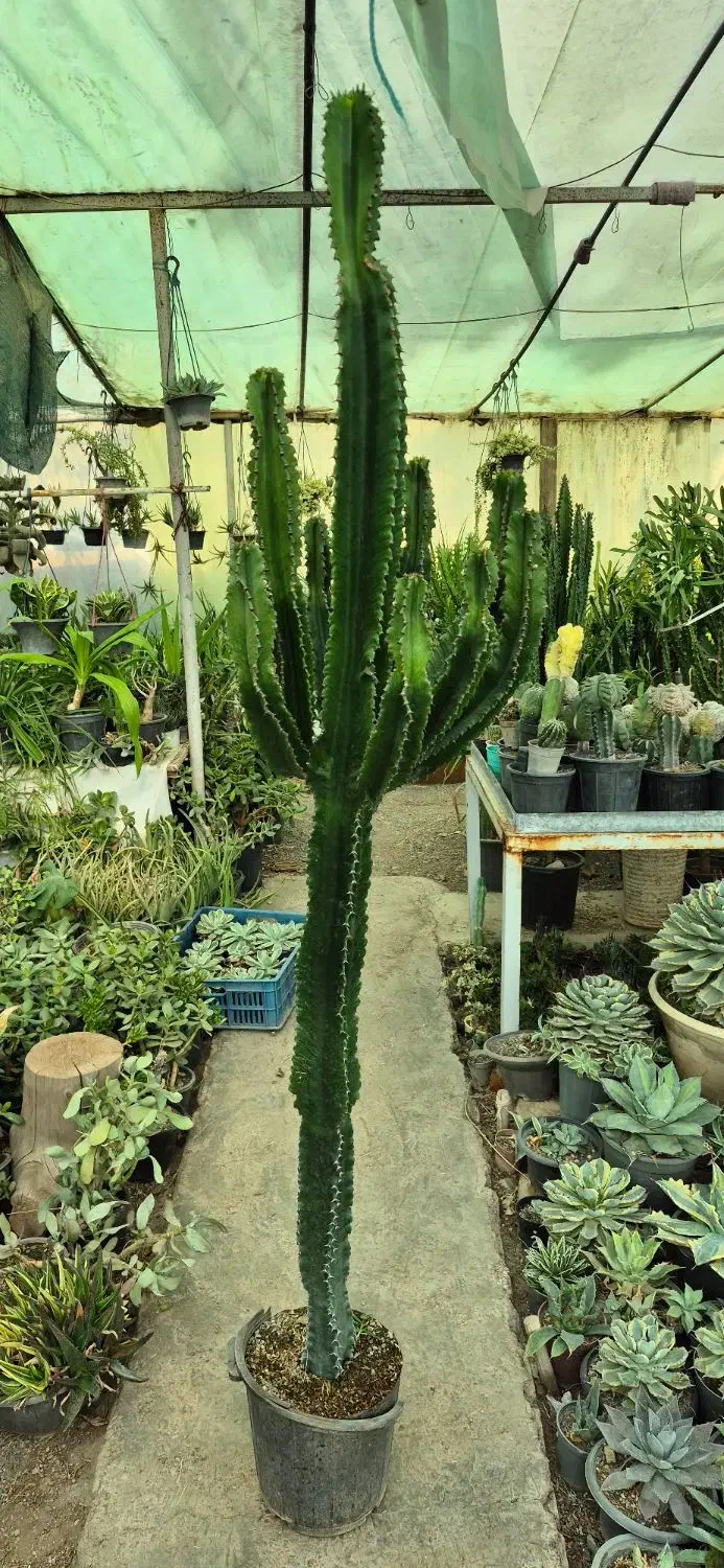 کاکتوس بزرگ|گل و گیاه طبیعی|تهران, شهرک چیتگر|دیوار