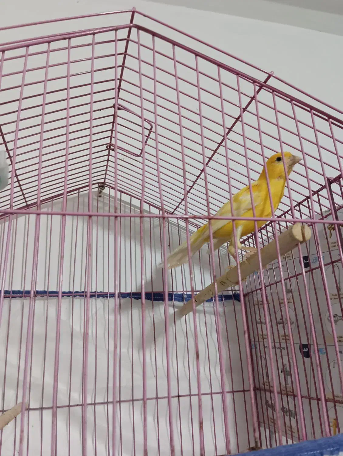 قناری|پرنده|رشت, پیرکلاچای|دیوار