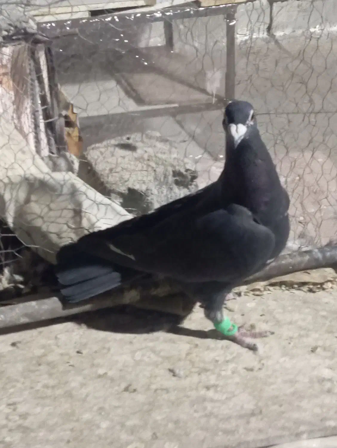 کبوتر نر  پر غلط  اشکی  تاحتی|پرنده|زاهدان, |دیوار