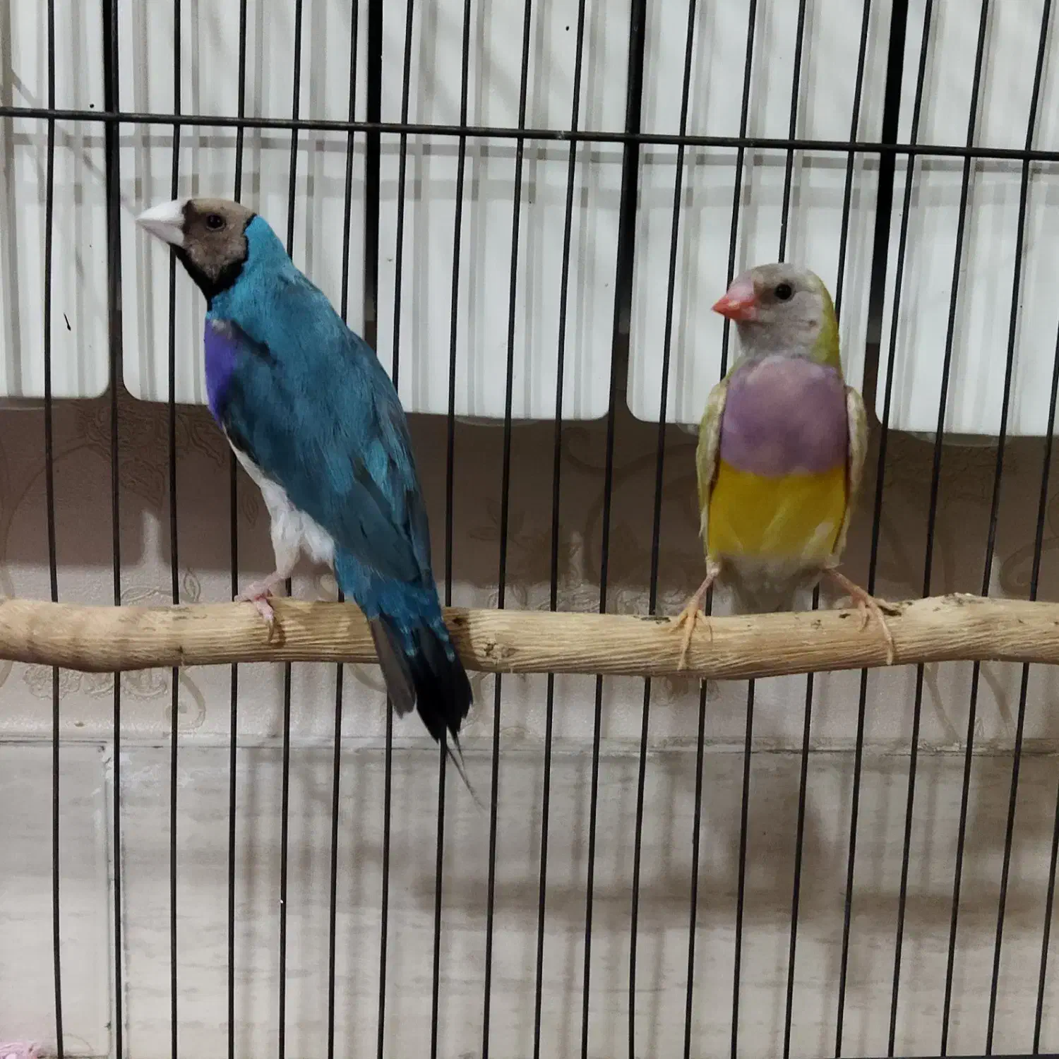 قناری رسمی و جفت گلدین آبی و زرد|پرنده|تبریز, |دیوار