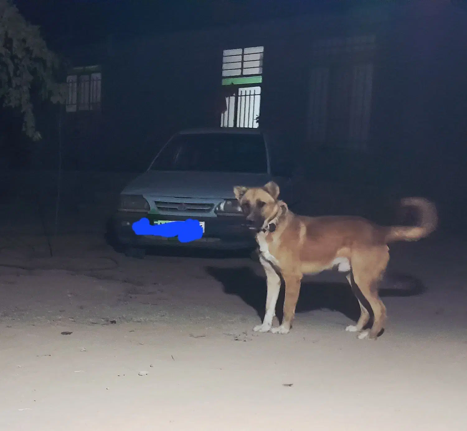 واگزاری سگ نگهبان|سگ|اسفراین, |دیوار