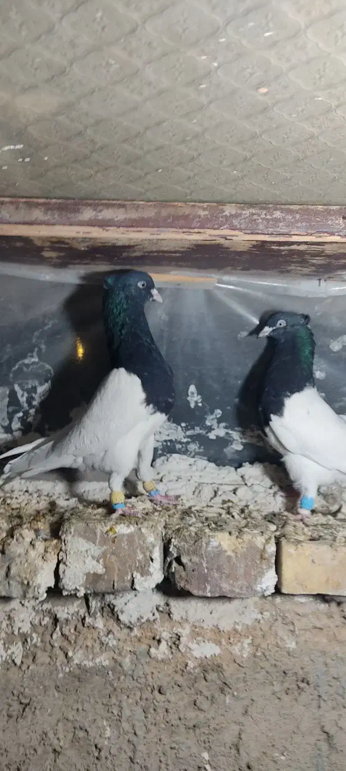 کله دار|پرنده|بشاریات, |دیوار