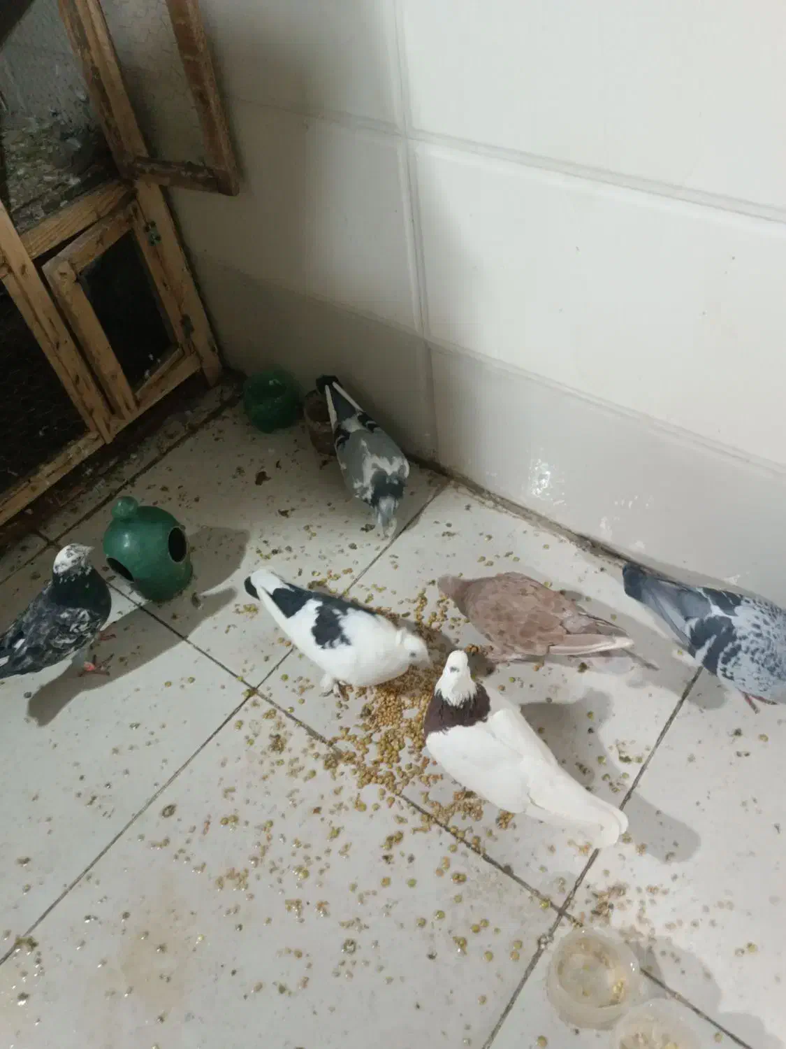 کفتر|پرنده|قم, کلهری|دیوار