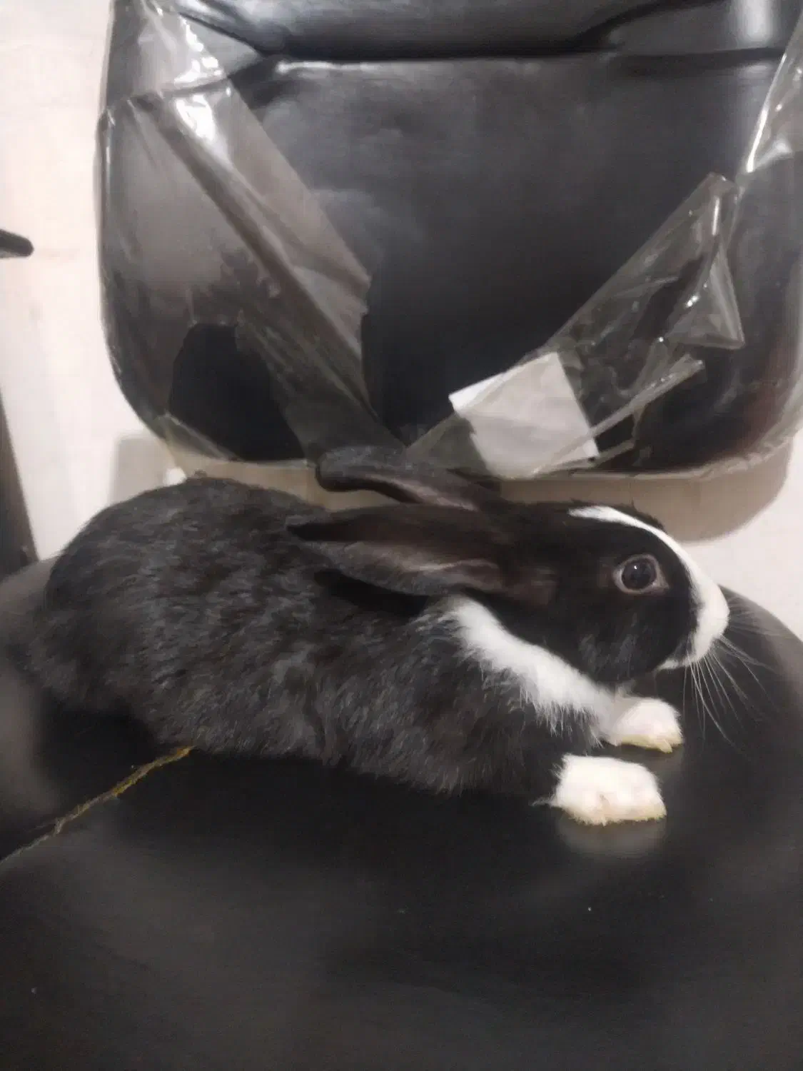 خرگوش خانگی درجه|موش و خرگوش|مهاباد (آذربایجان غربی), |دیوار