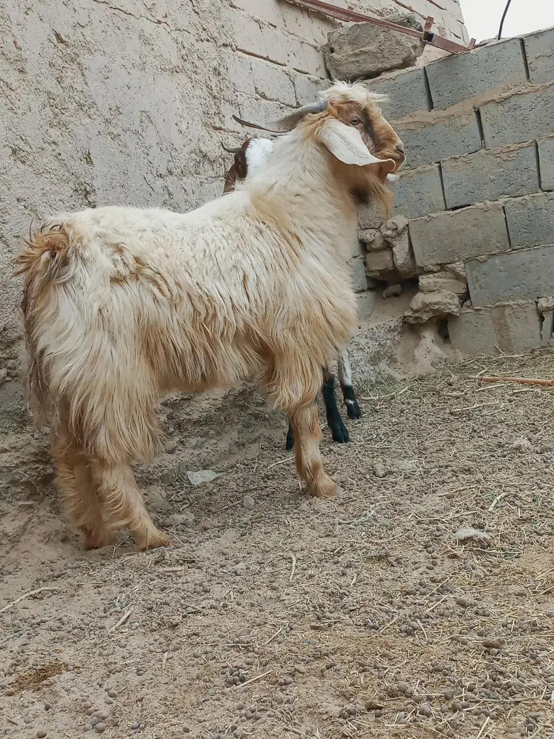 دوتا.کهره مری چاق یک نر یک ماده|حیوانات مزرعه|زابل, |دیوار