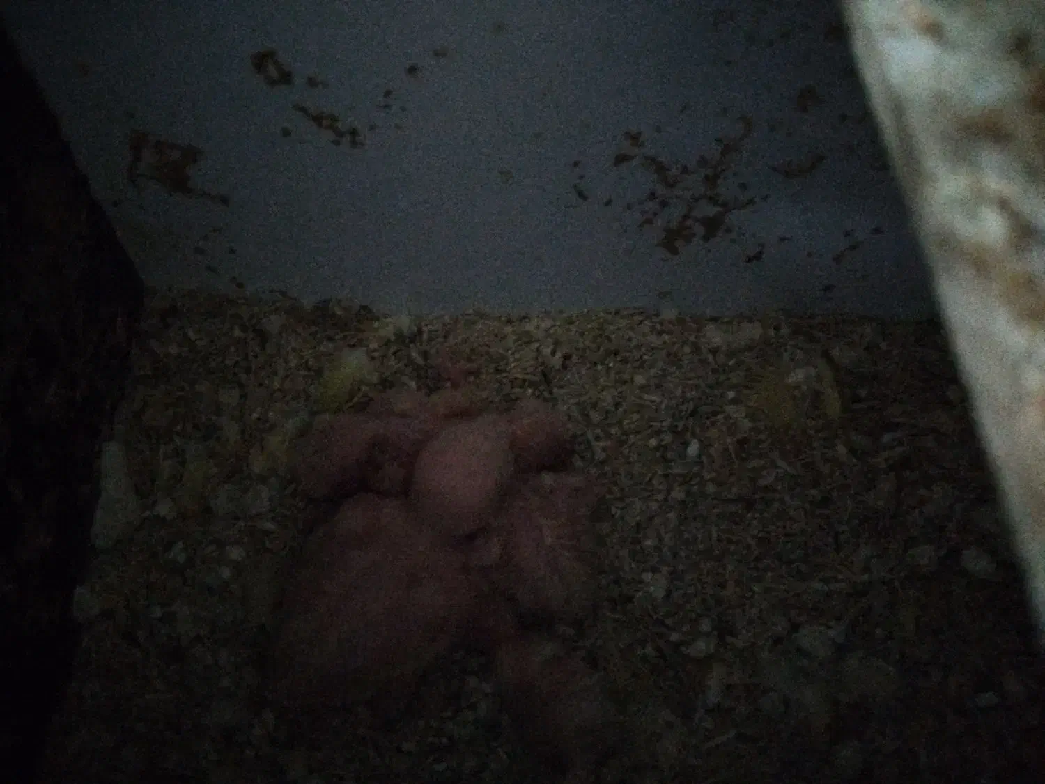 یه جفت  برزیلی مولد شرط کار|پرنده|بندر ماهشهر, |دیوار