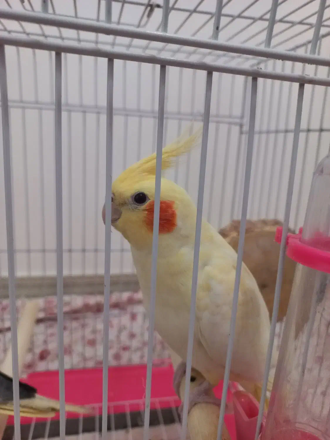 عروس هلندی کاملا رام با قفس|پرنده|تهران, جنت‌آباد مرکزی|دیوار