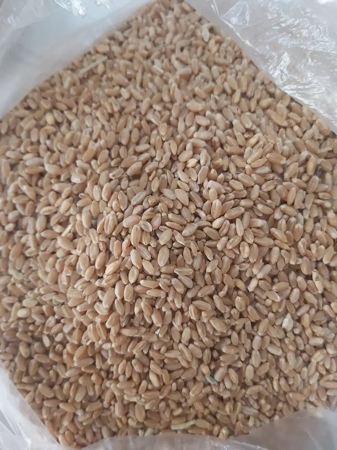 گندم قوتی جهت پخت نان و سمنو و ....|خوردنی و آشامیدنی|شاهینشهر, گرگاب|دیوار