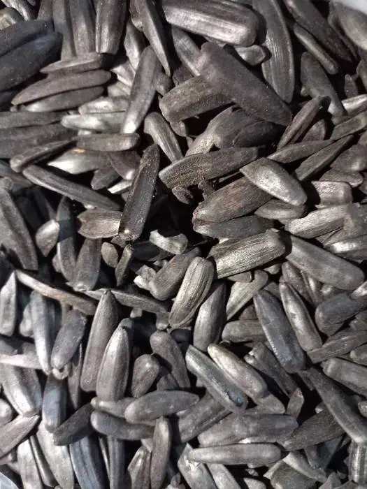 انواع تخمه برای طوطی|خوردنی و آشامیدنی|خوی, |دیوار