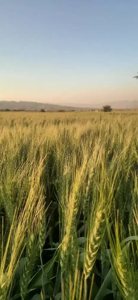 اجاره یکساله زمین کشاورزی روستای سنا|اجارهٔ دفتر صنعتی، کشاورزی، تجاری|شنبه و طسوج, |دیوار