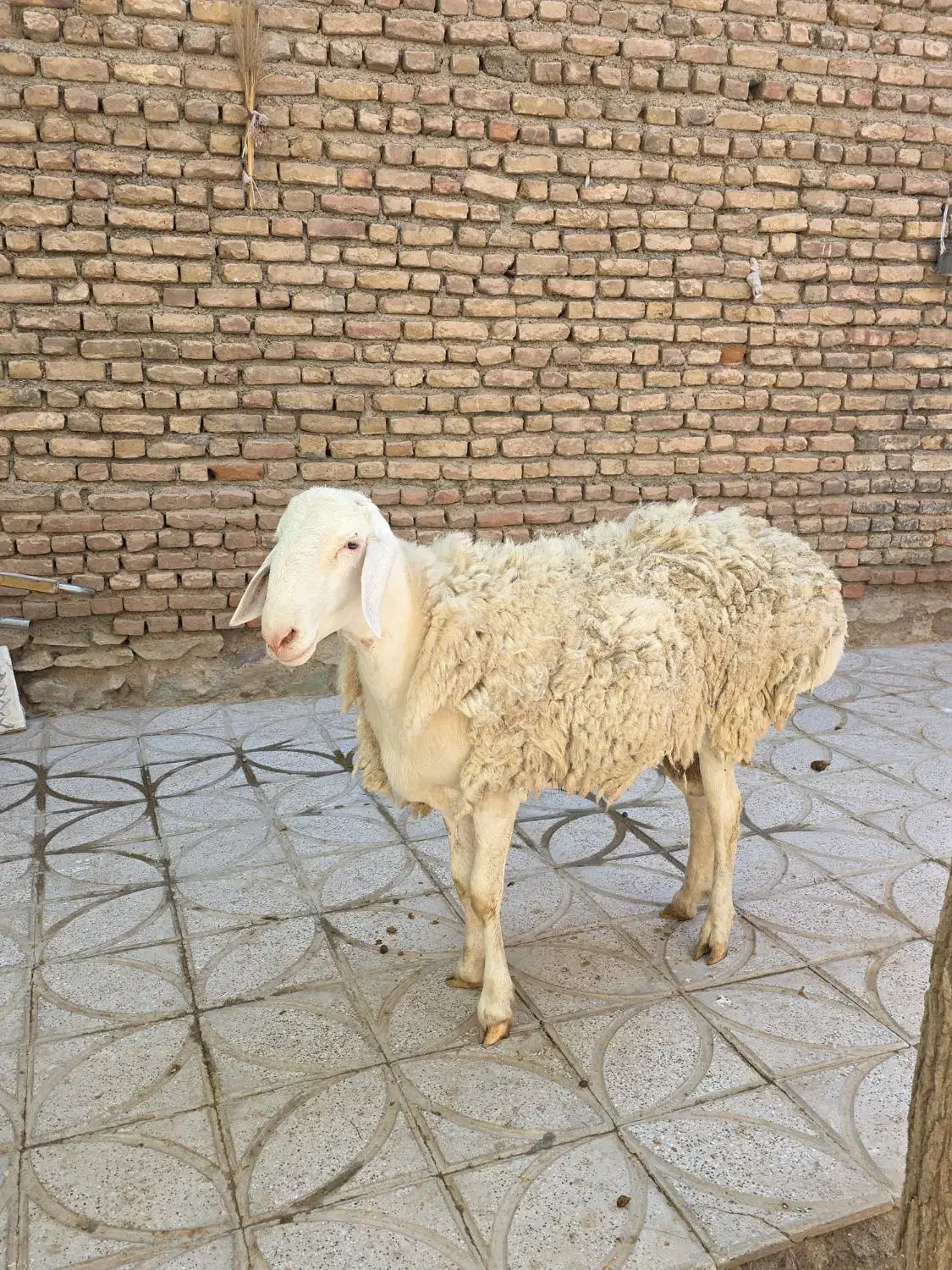 قوچ چینی|حیوانات مزرعه|کاخک, |دیوار