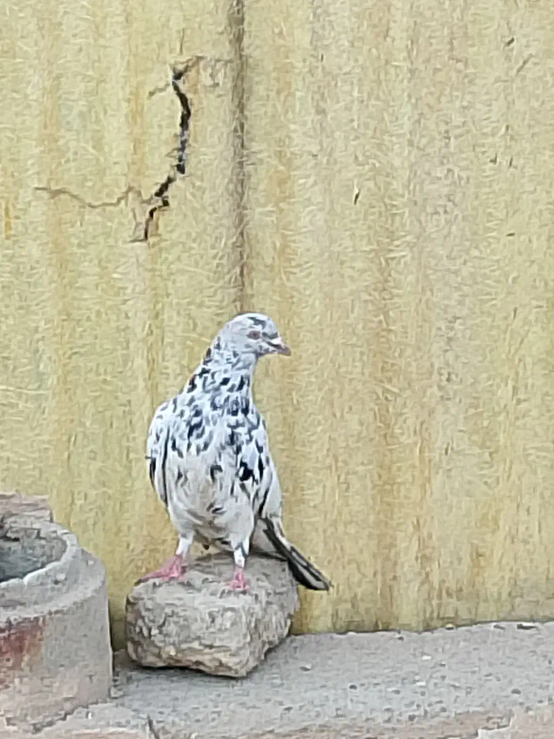 گمشده کفتر|حیوانات|قم, وادی السلام|دیوار