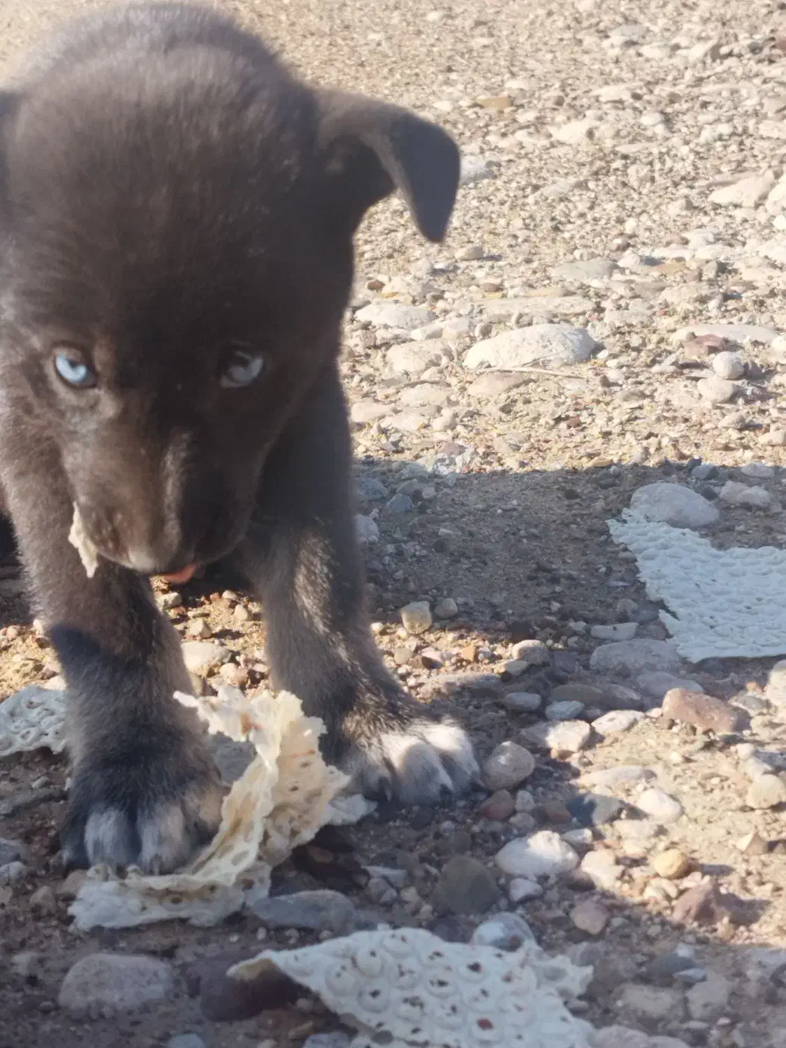 سگ دورگ|سگ|جهرم, |دیوار