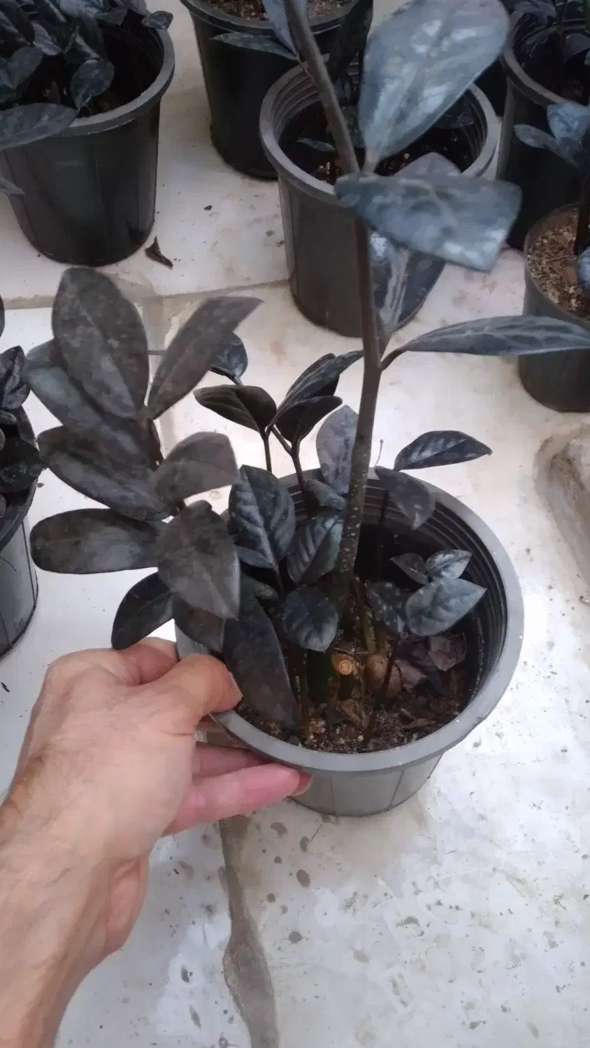 زاموفیلیا زاموفولیا بلک|گل و گیاه طبیعی|مشهد, هنرور|دیوار