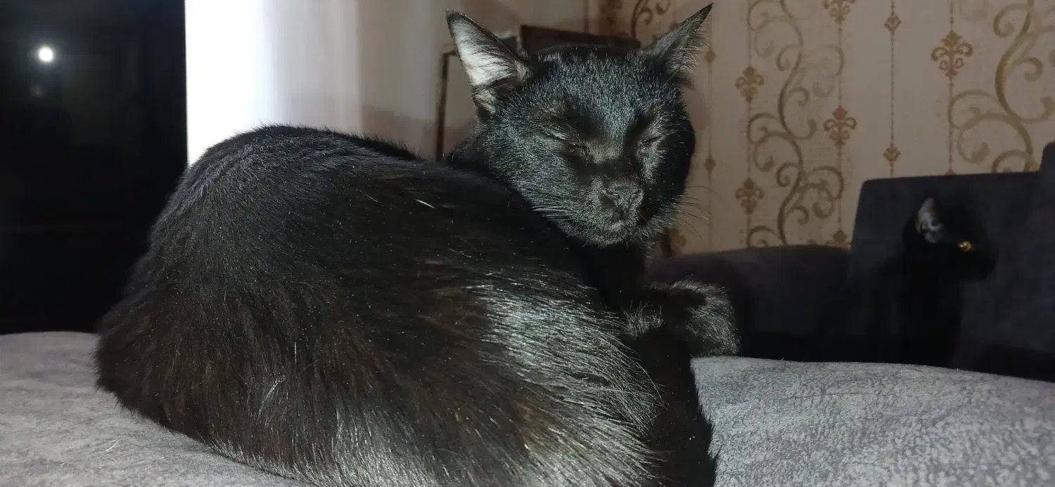 واگذاری پیشی مشکی dsh رایگان|گربه|آبیک, |دیوار