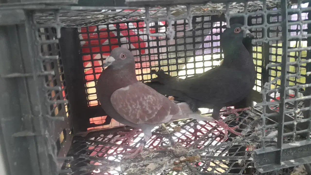 پلاکی مسافتی|پرنده|دوگنبدان, |دیوار