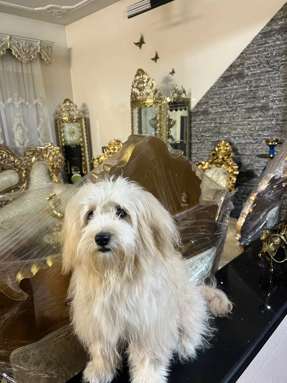 سگ خانگی|سگ|ری, شهرری|دیوار