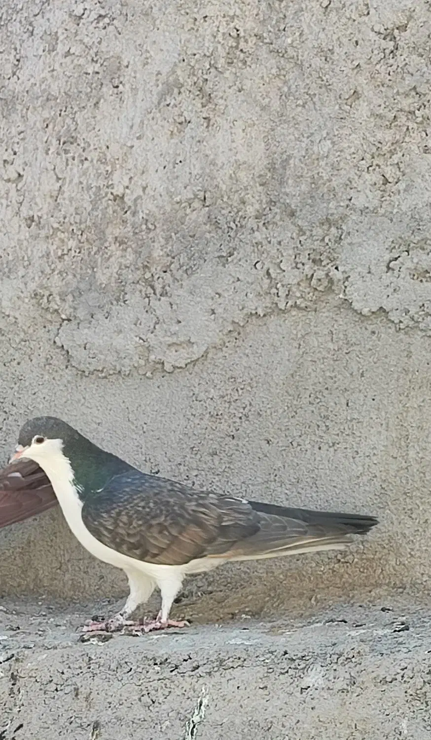 کفتر کبوتر چپ دم سینه پشت|پرنده|کاشمر, |دیوار