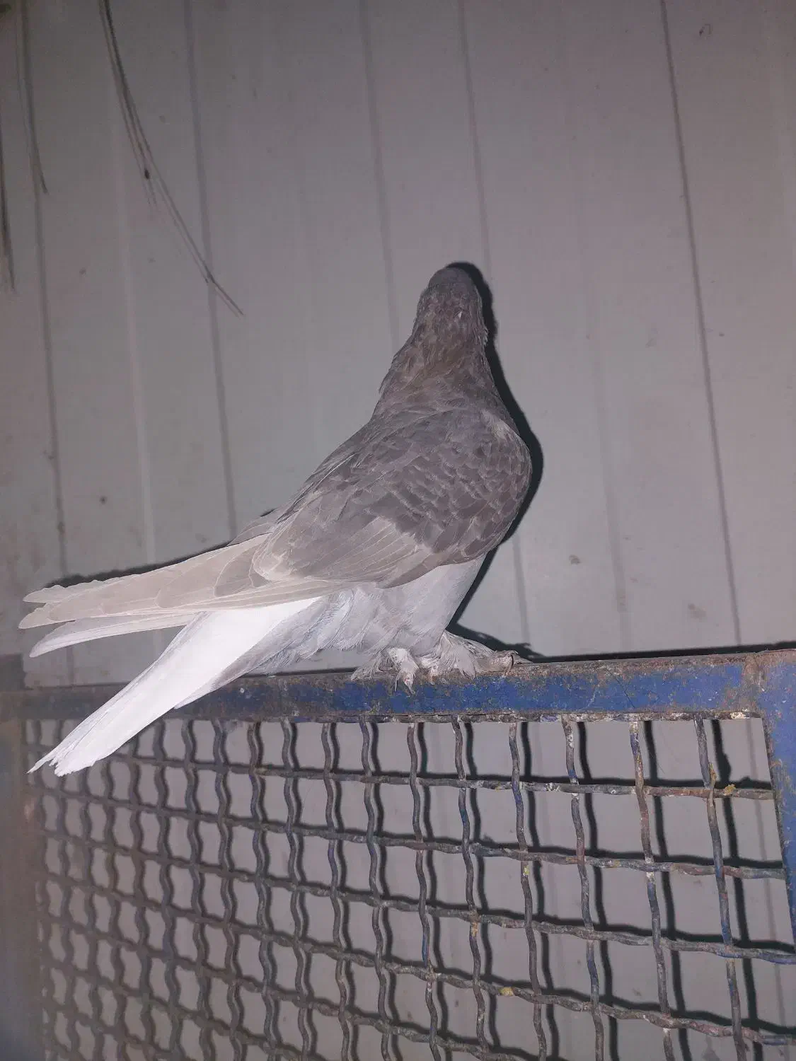 کبوتر|پرنده|شیراز, تندگویان|دیوار