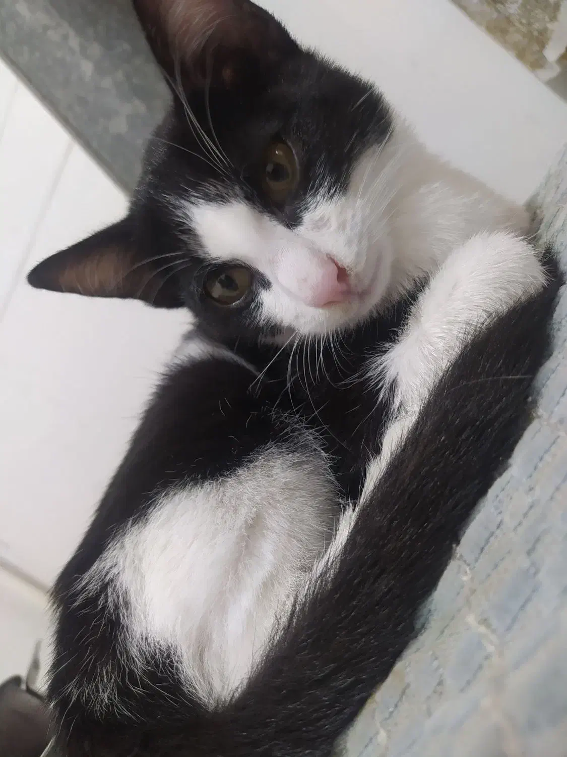 گربه ملوس|گربه|رشت, حومه رشت|دیوار