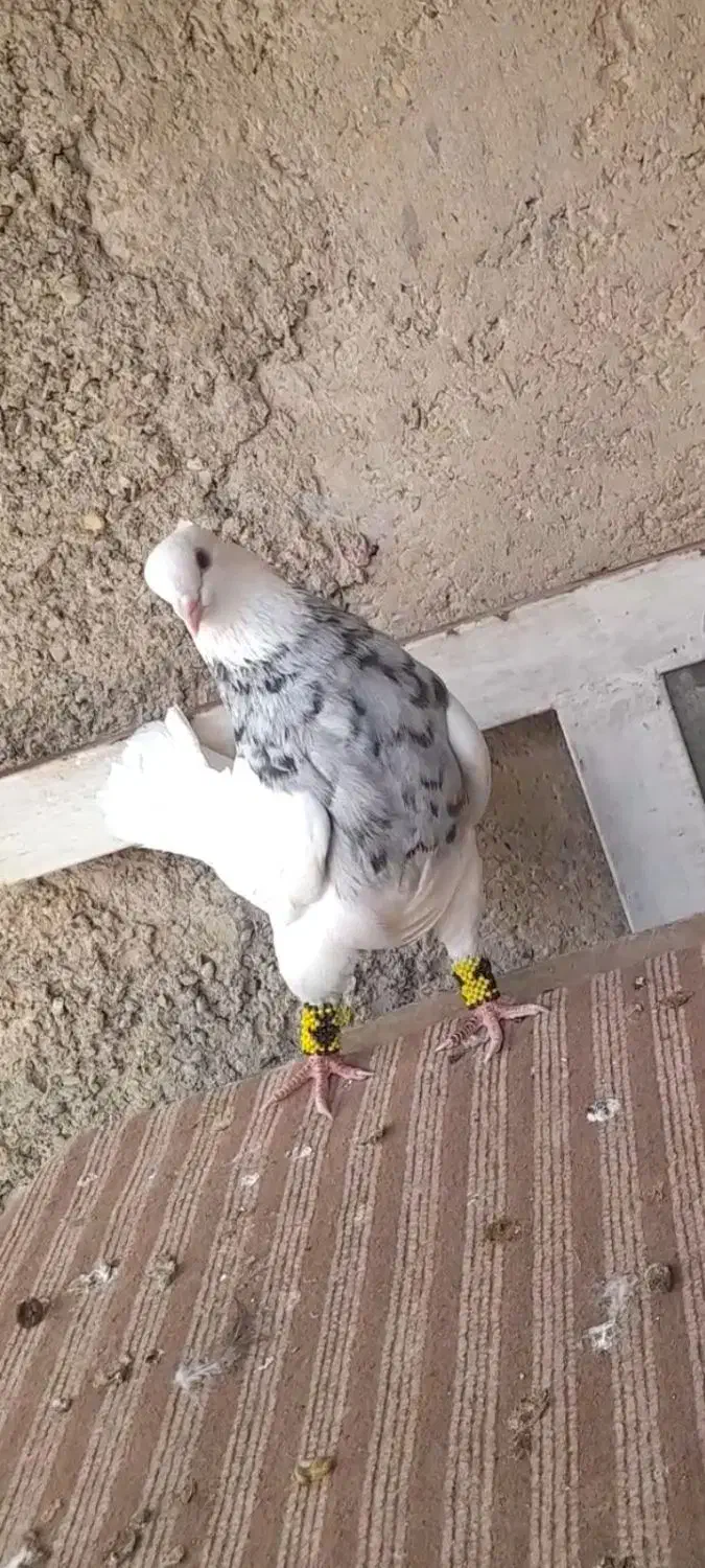 رنگی|پرنده|امیدیه, |دیوار