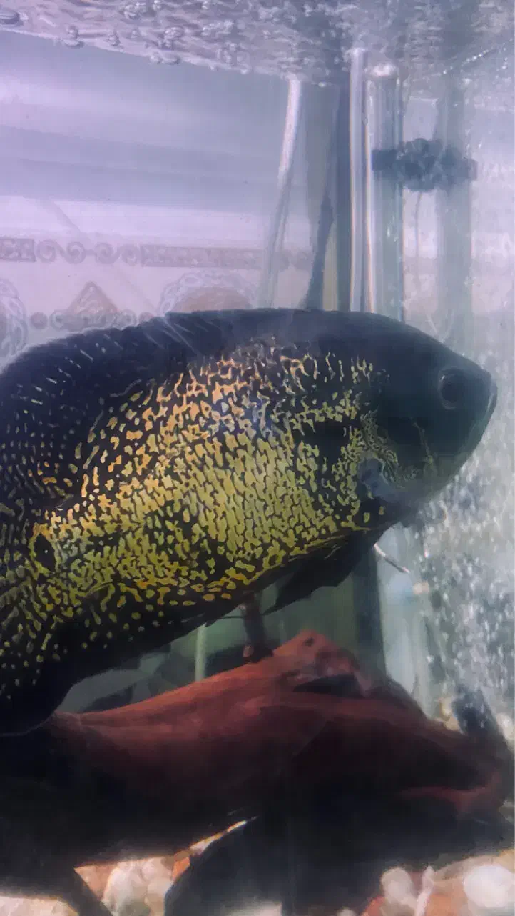 ماهی|ماهی|بندرعباس, |دیوار