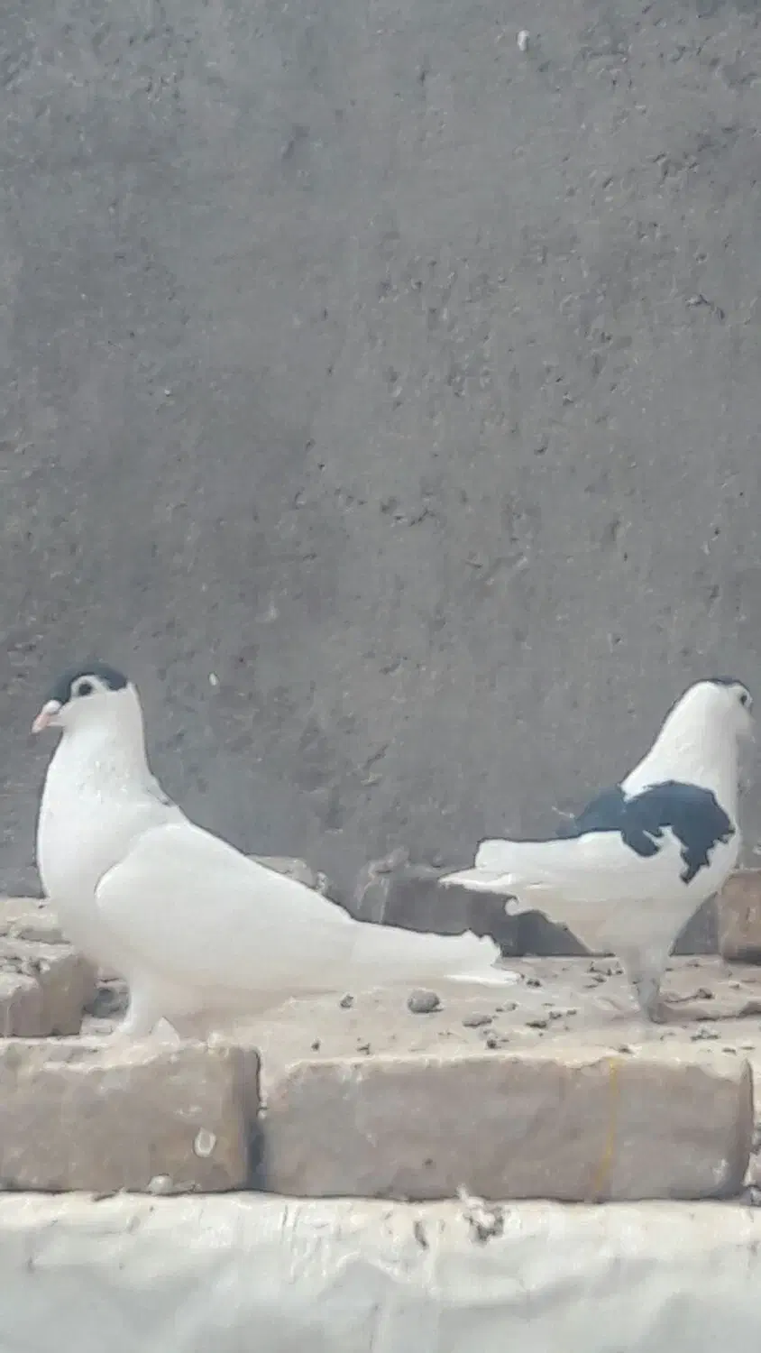 جفت خال کتف افغانی قلدور جفت نرهمچی تمام|پرنده|شهرآباد, |دیوار