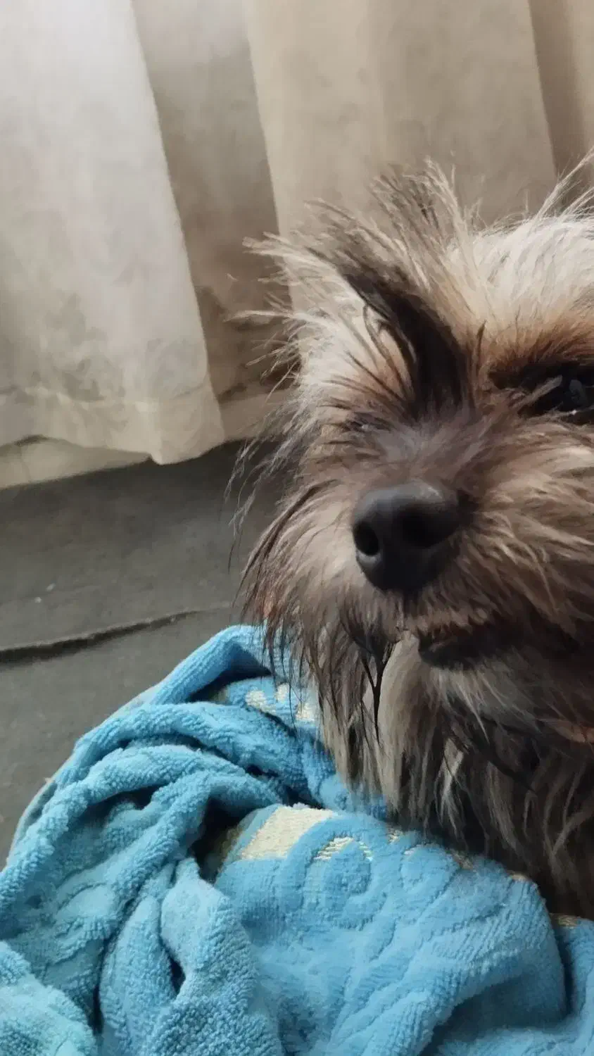 پت شیتزو پامر 8ماهه نر تربیت شده فی2|سگ|گلستان (تهران), |دیوار