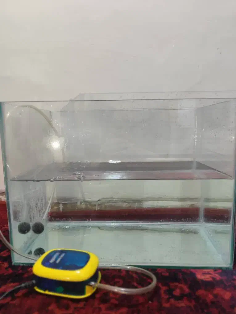 اکواریوم|ماهی|شیراز, دلجو|دیوار