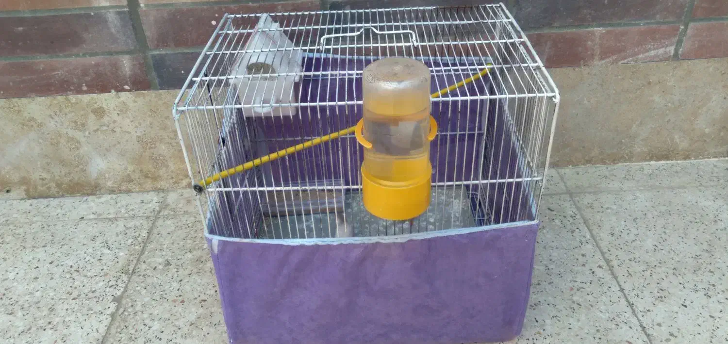 فنچ نو جوان سفید اشکی|پرنده|شاهین‌شهر, گرگاب|دیوار