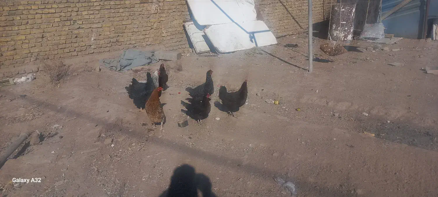 مرغ خروس|حیوانات مزرعه|تربتحیدریه, بالا ولایت|دیوار