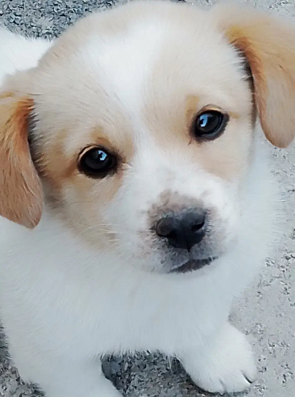 سگ پاکوتاه|سگ|اردبیل, |دیوار