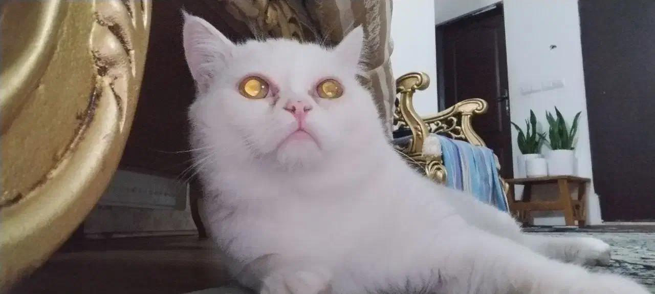 گربه نژاددارنر|گربه|گلبهار, شهر جدید گلبهار|دیوار