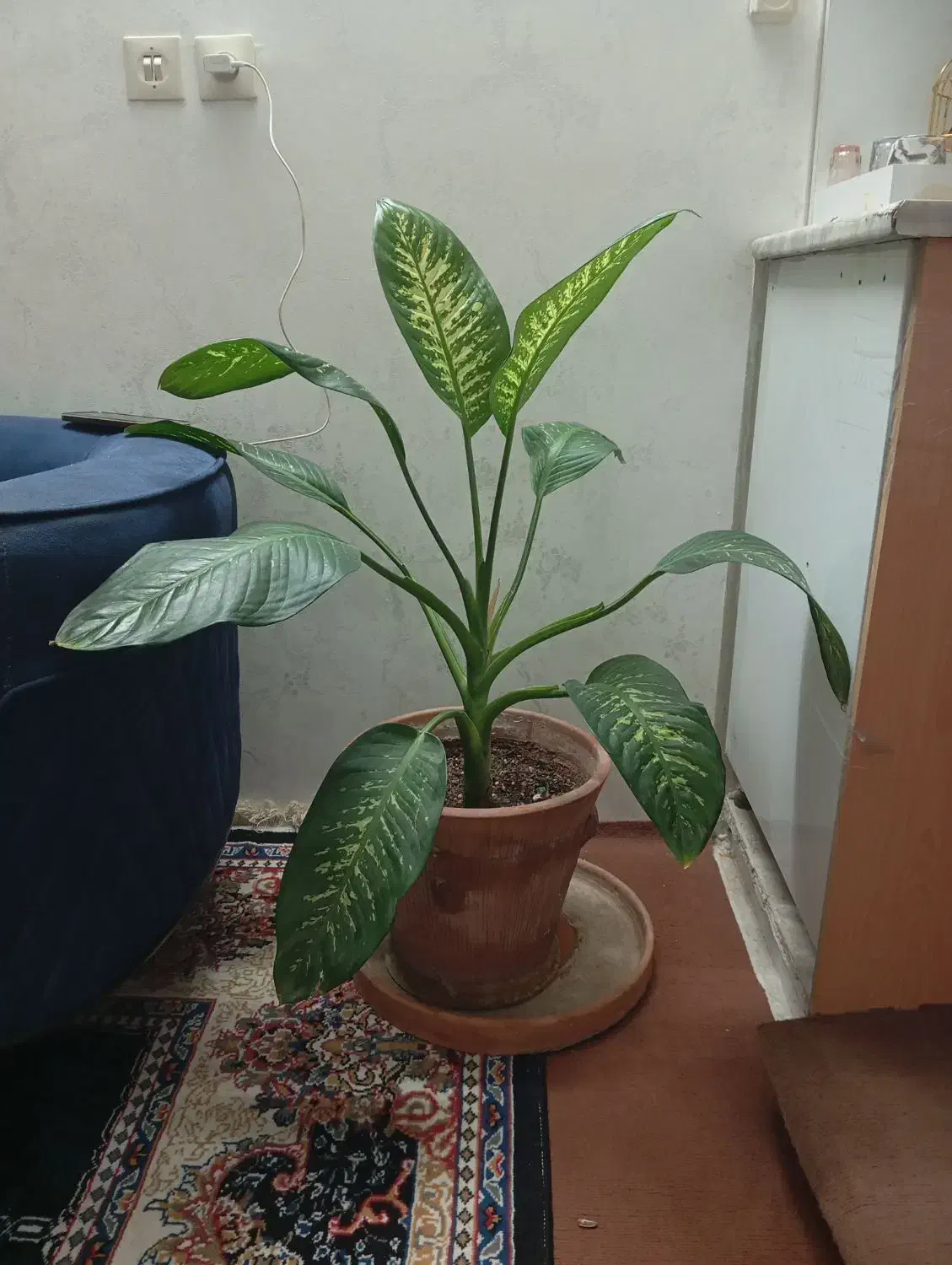 گل دیفن باخیا|گل و گیاه طبیعی|اصفهان, رهنان|دیوار