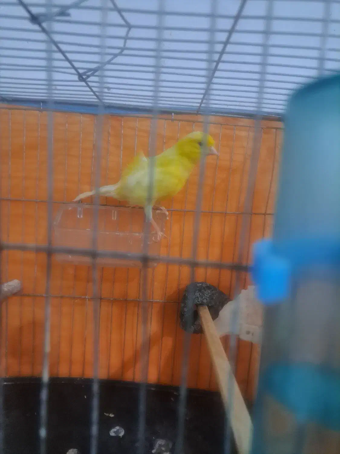 قناری و سهره|پرنده|بوئین زهرا, |دیوار