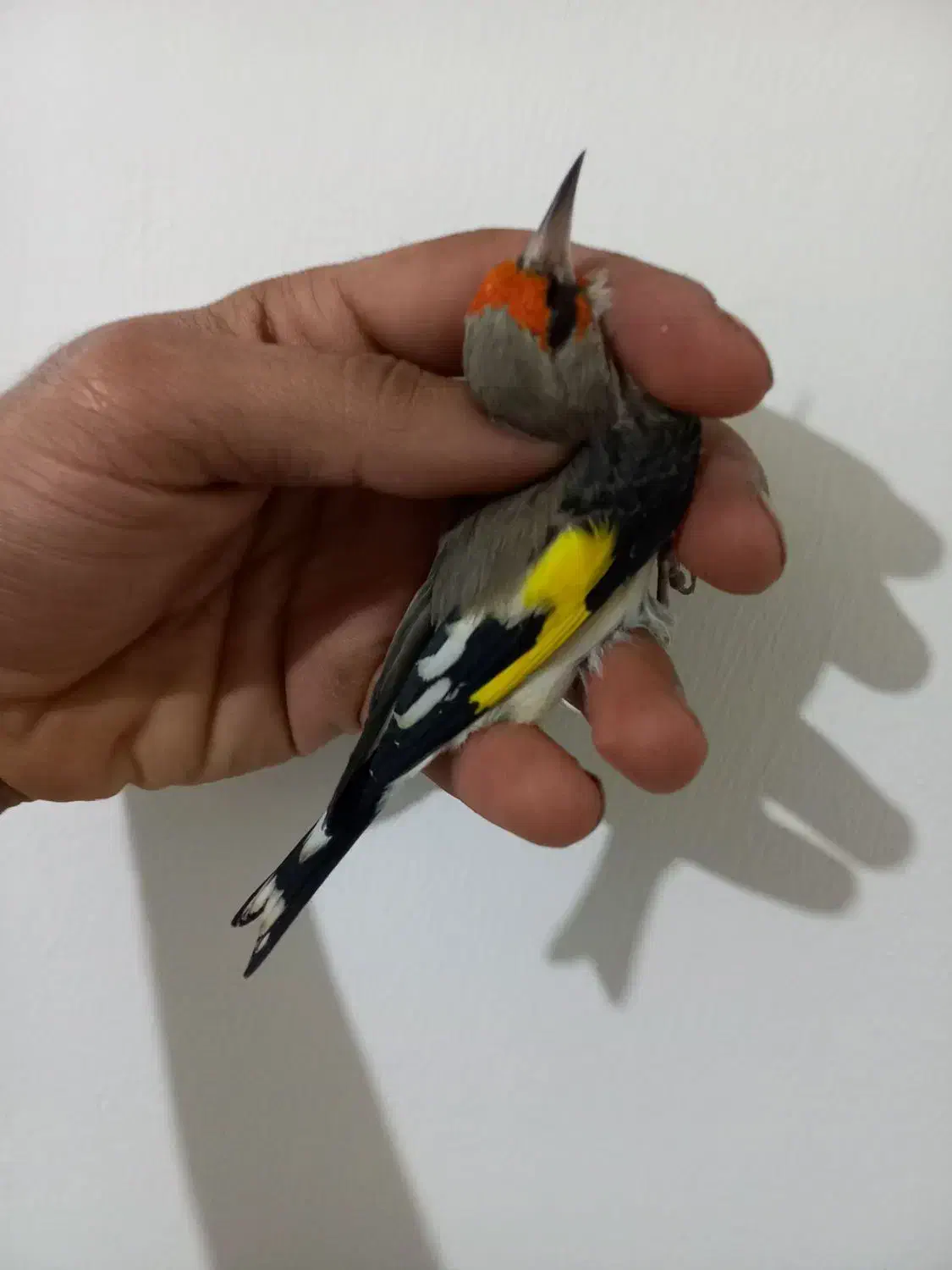 سهره .عروسک|پرنده|هشتگرد, فاز ۷ مهستان|دیوار