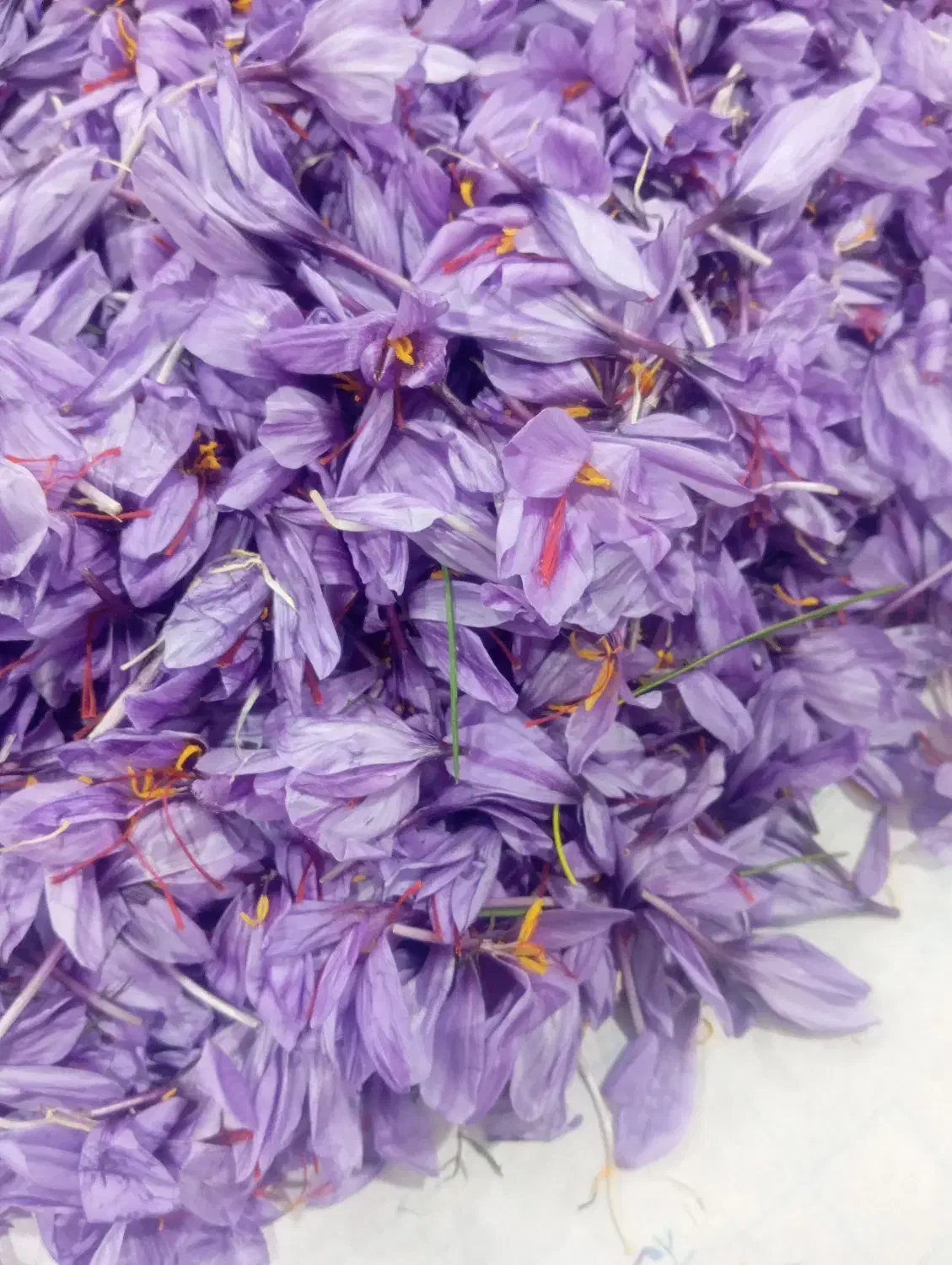 گل زعفران هر روزه|گل و گیاه طبیعی|سرایان, |دیوار