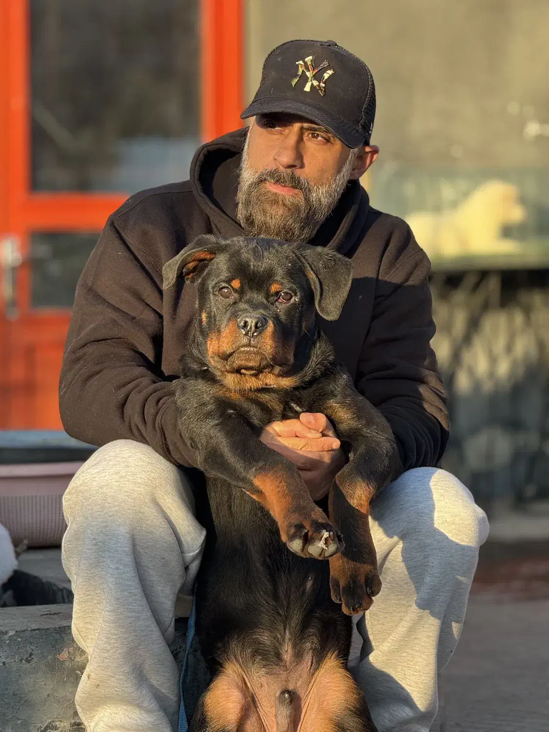 سگ روتوایلر نر|سگ|بومهن, |دیوار