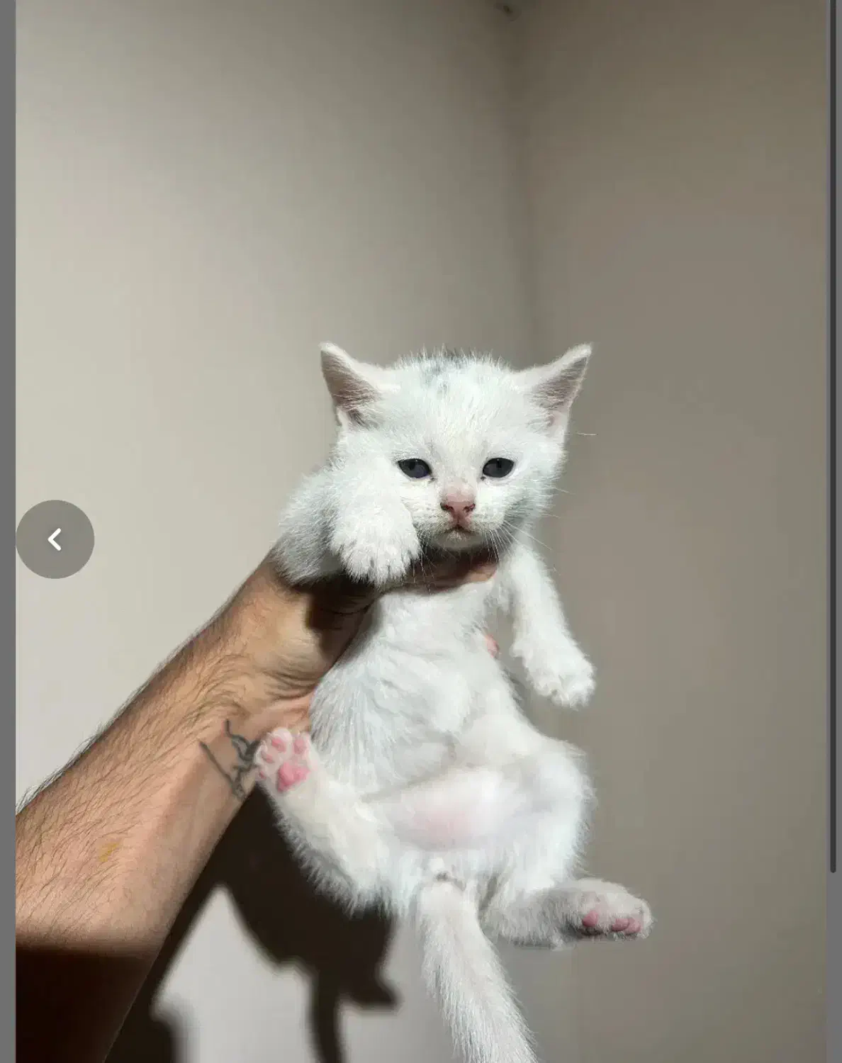 واگذاری بریتیش|گربه|شهریار, شهرک شاهد|دیوار