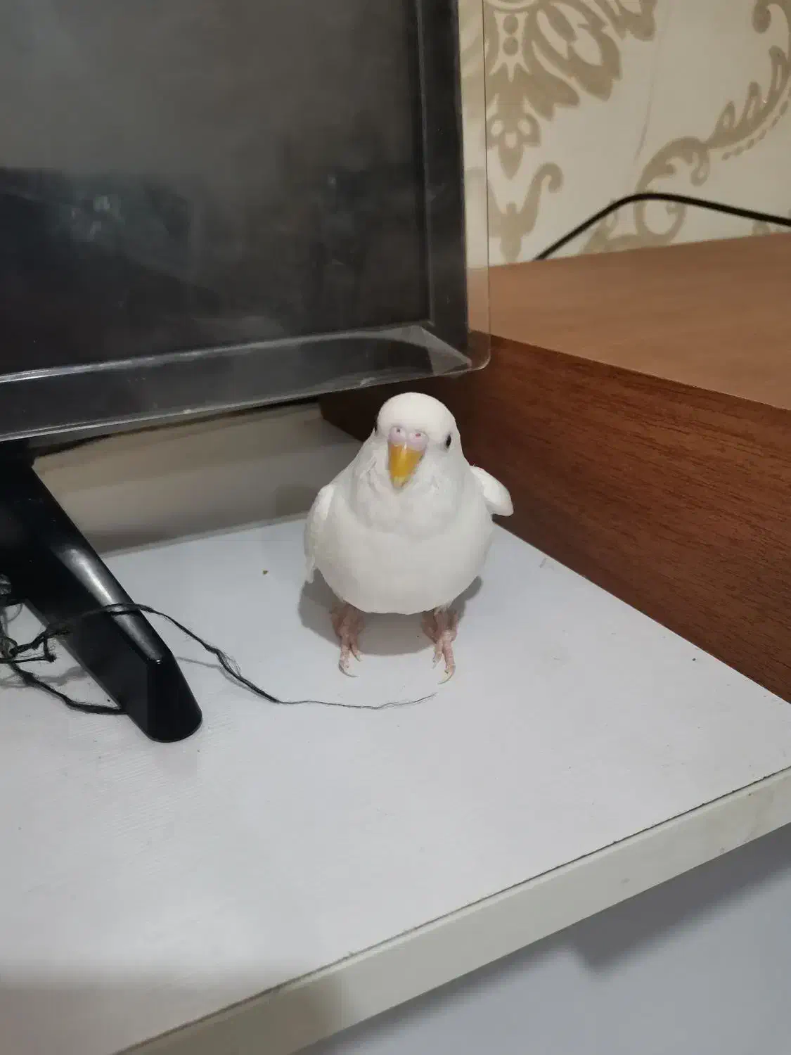 مرغ عشق|پرنده|بندرعباس, |دیوار