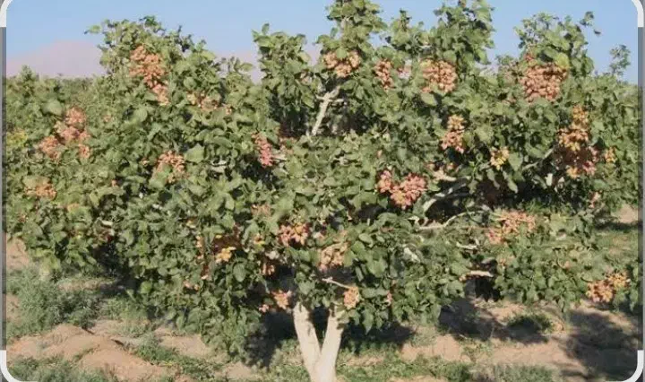 فروش دو ساعت آب با زمین و باغ پسته|فروش زمین و ملک کلنگی|سرایان, |دیوار