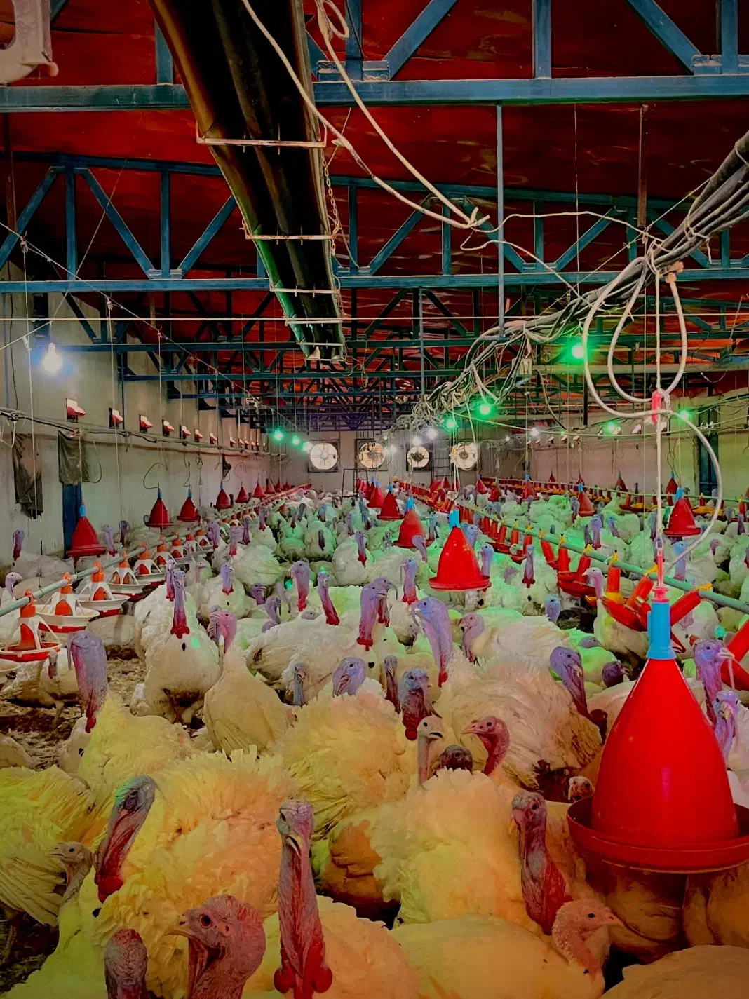 املاک صنعتی کشاورزی|فروش زمین و ملک کلنگی|وردشت, |دیوار