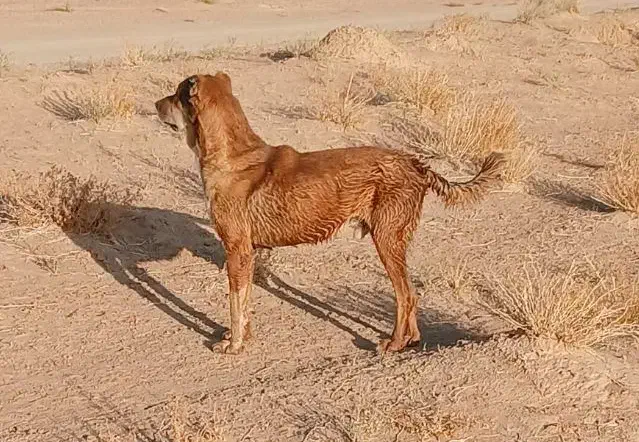 سگ خراسانی|سگ|اسفراین, |دیوار