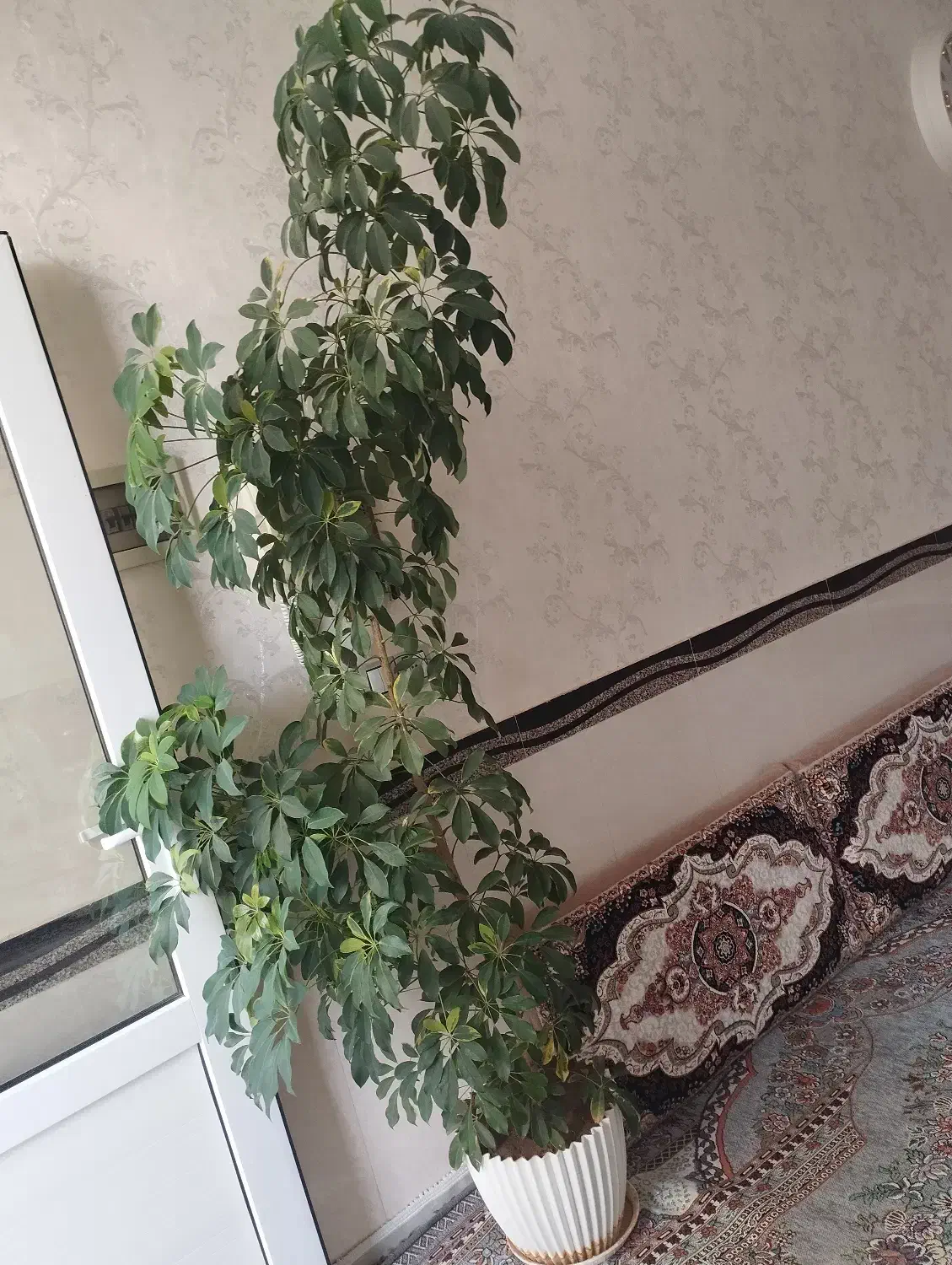 گل شفلرا درحال رشد ارتفاع دونیم با گلدان بزرگ|گل و گیاه طبیعی|ابهر, |دیوار