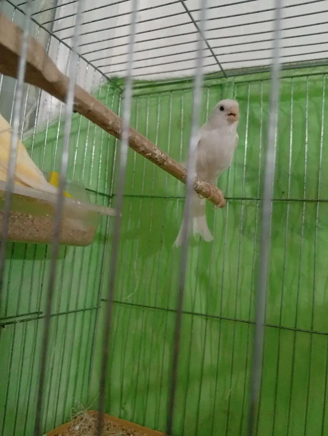 سه تا قناری ماده اماده اماده فروش فوری تا فردا|پرنده|سبزوار, توحیدشهر|دیوار