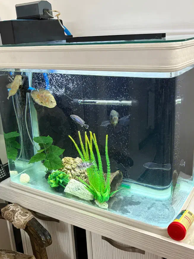 اکواریوم و ماهی|ماهی|شهریار, شهرک شاهد|دیوار