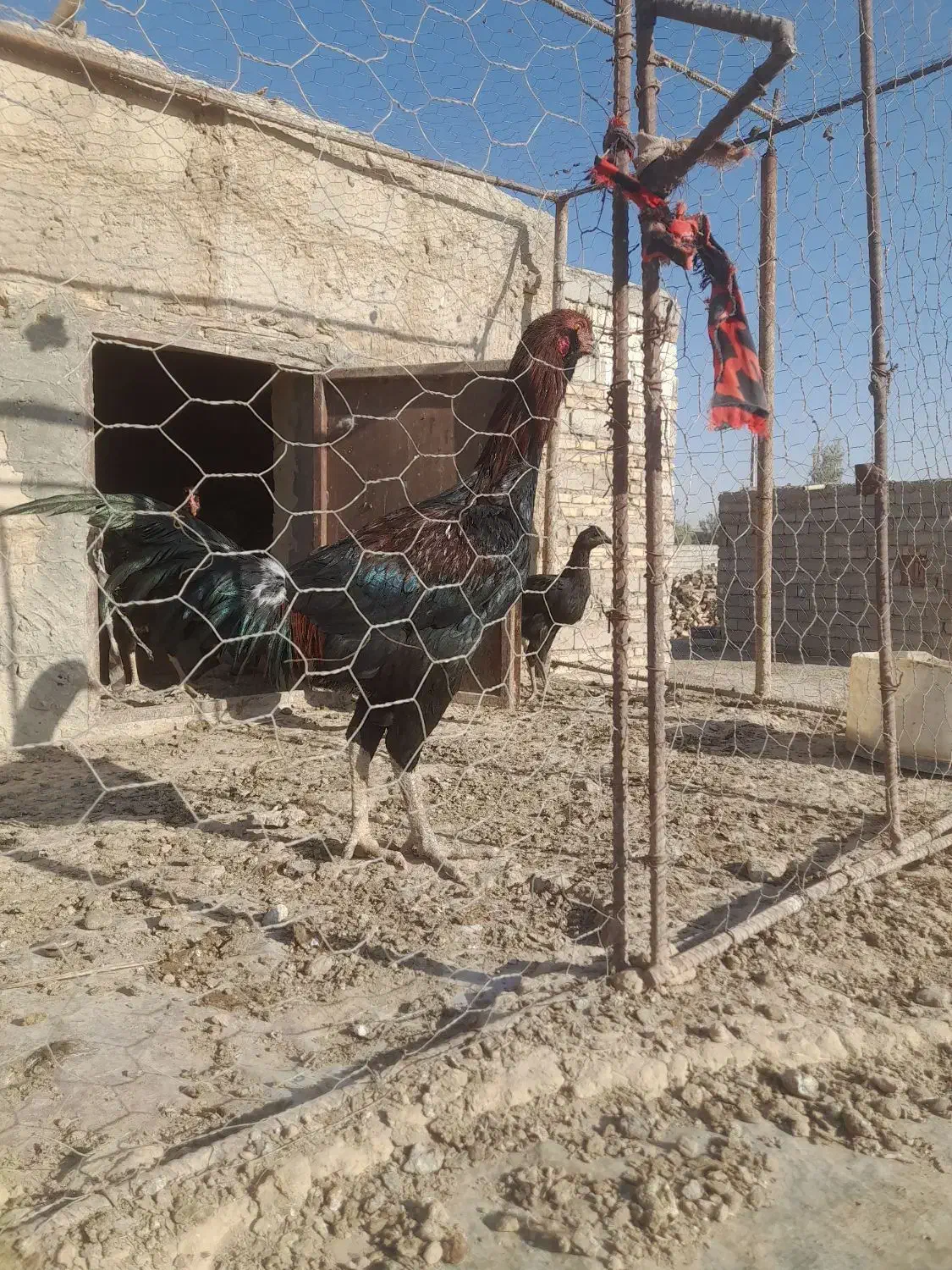 خروس لاری|حیوانات مزرعه|جزنیک, |دیوار